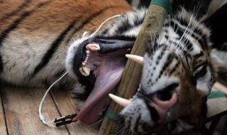 西伯利亚虎 西伯利亚虎